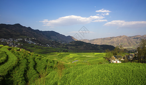 春意盎然的农田背景图片