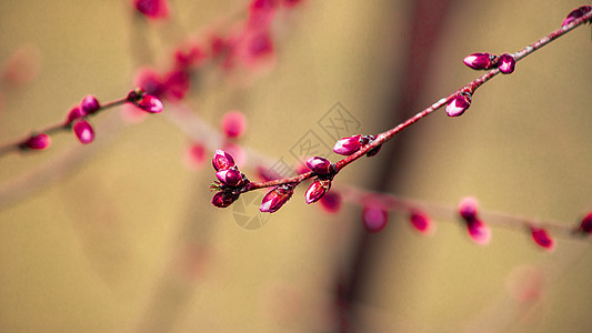 春天的花蕾图片