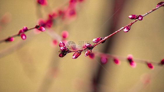 春天的花蕾图片