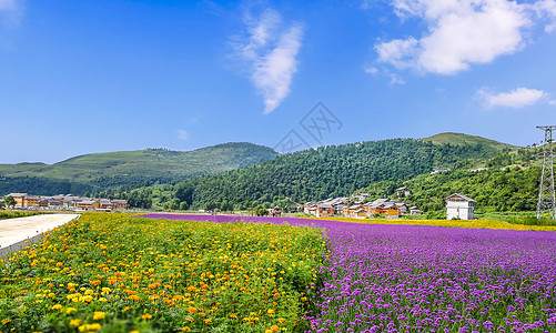 黄色花田贵州独山薰衣草花海背景