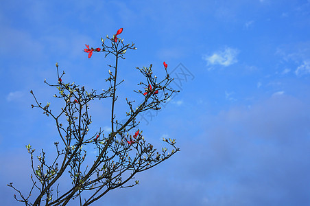 初春玉兰花发芽背景图片