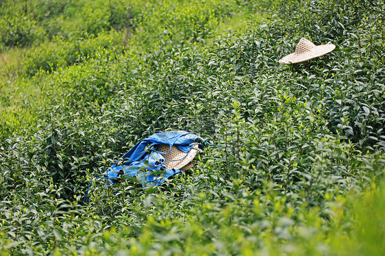 采茶人的斗笠图片