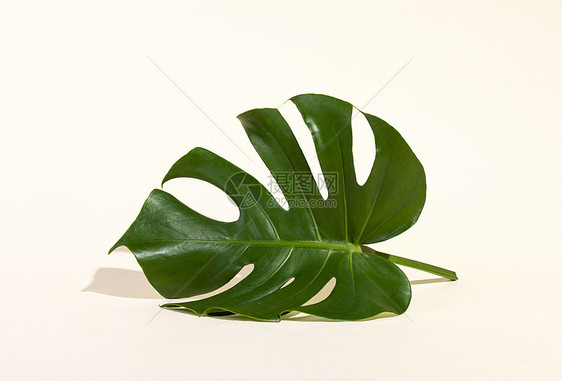 龟背叶绿植图片