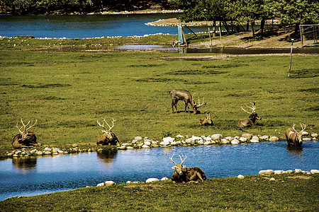 南海子公园麋鹿苑图片