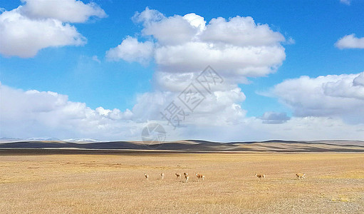 青海三江源保护区的藏羚羊群背景