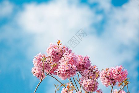 紫花照片 紫花背景 紫花摄影图片下载 摄图网 紫花照片 紫花背景 紫花摄影图片下载 摄图网
