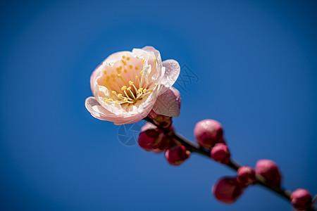 春天的梅花图片