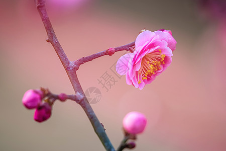春天的花开榆叶梅图片