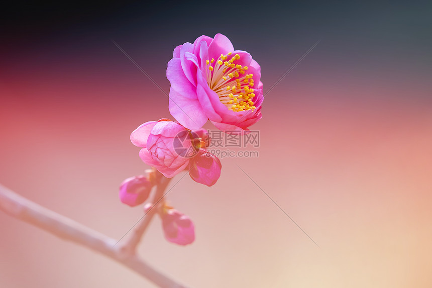 ‘~春天的花开榆叶梅  ~’ 的图片