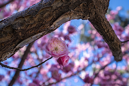 春天的花开了榆叶梅背景图片