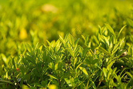绿植茶园春天素材图片