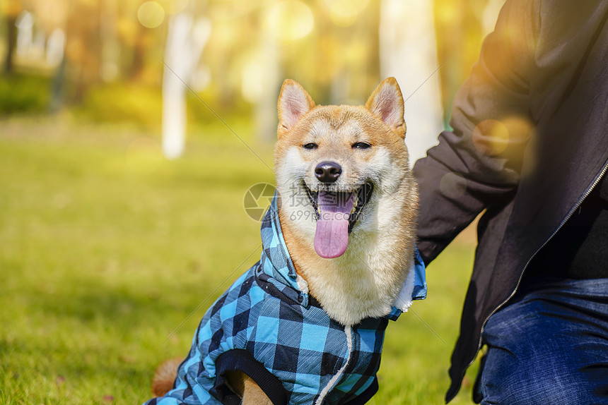 穿着蓝色衣服的柴犬图片