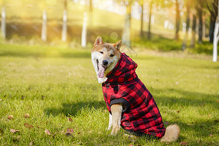 穿着红色衣服的柴犬图片