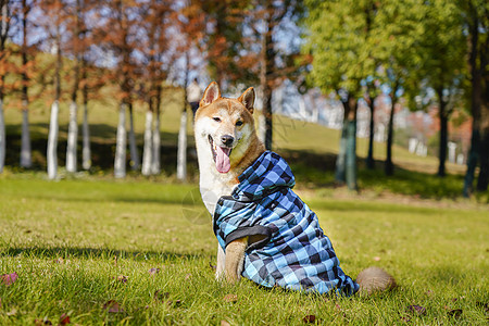 穿着蓝色衣服的柴犬图片