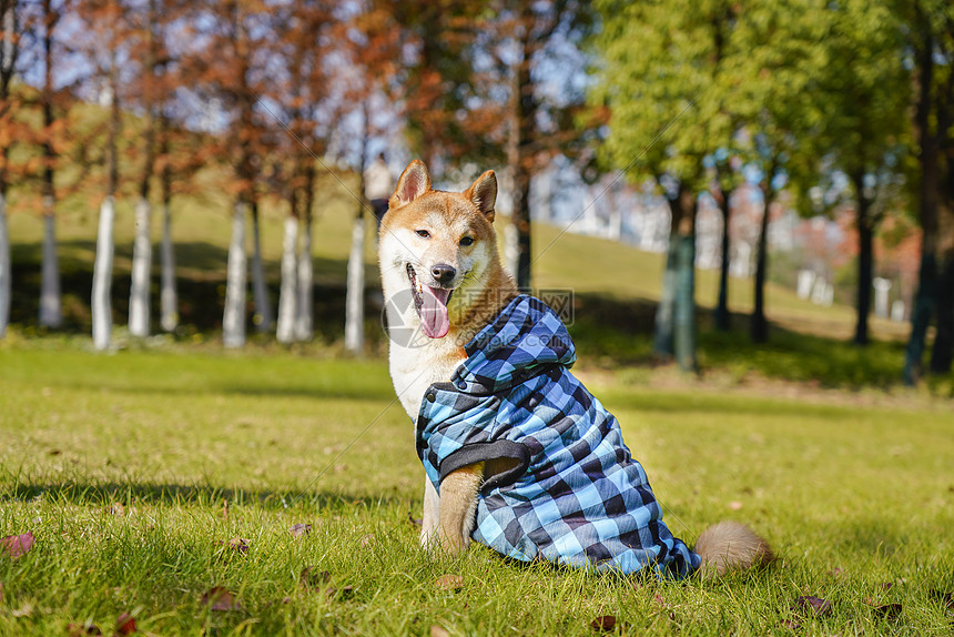 穿着蓝色衣服的柴犬图片