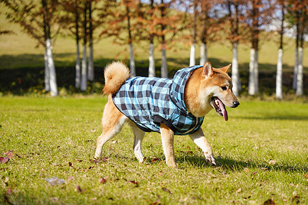 遛狗柴犬图片