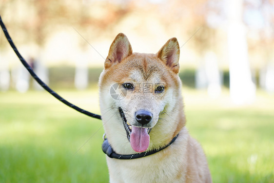 安全牵绳遛狗柴犬图片