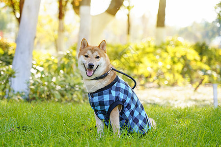 穿着蓝色衣服的柴犬图片