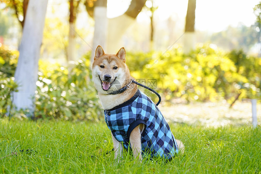 穿着蓝色衣服的柴犬图片