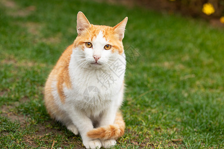 在户外的橘猫图片