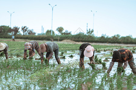 田园劳动者生态大米高清图片