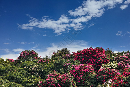 贵州百里杜鹃景区杜鹃花开图片