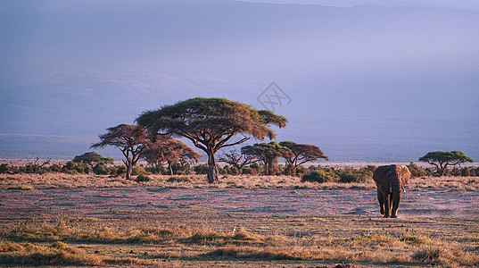 非洲象群安博塞利国家自然保护区高清图片