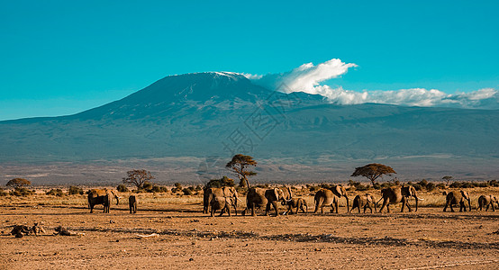非洲草原乞力马扎罗山图片
