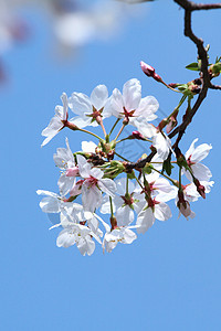 三月的樱花图片
