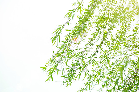 春天里嫩绿的柳树枝背景图片