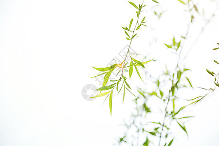 春天里嫩绿的柳树枝图片