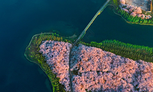 贵州平坝万亩樱花园图片
