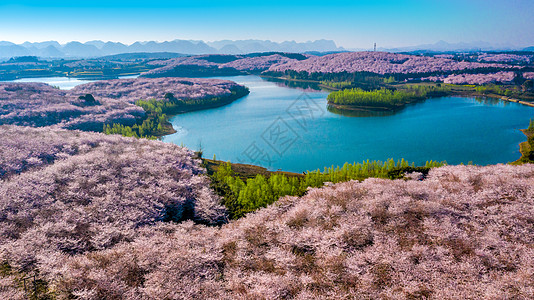 贵州平坝万亩樱花园背景图片