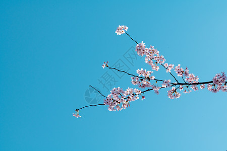 航拍花海贵州平坝万亩樱花园背景