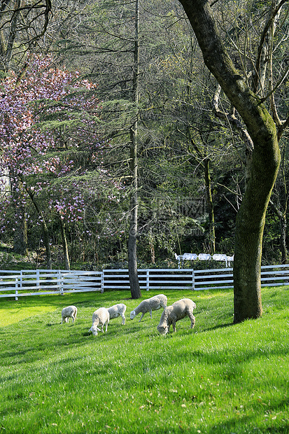 春天公园吃草的羊图片