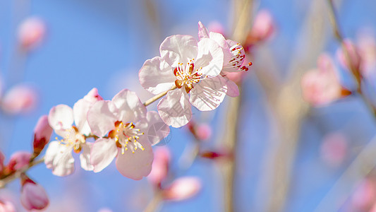 花蕊特写玉渊潭樱花绽放特写背景