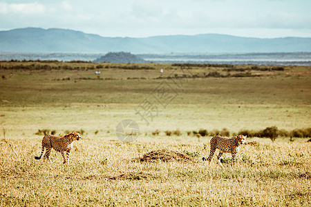 非洲豹马塞马拉野生动物自然保护区高清图片