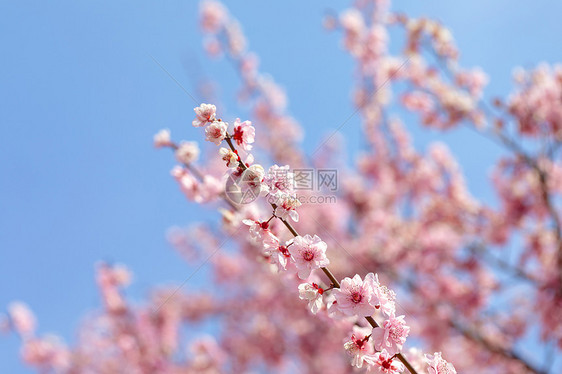 春天盛开的梅花图片