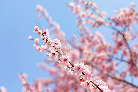 春天花卉梅花春天盛开的梅花背景