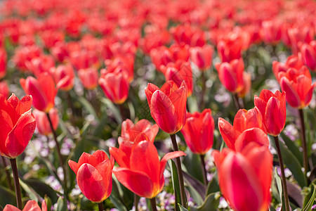 郁金香花海图片