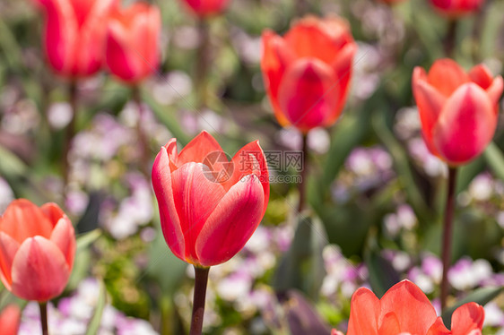 郁金香花海图片