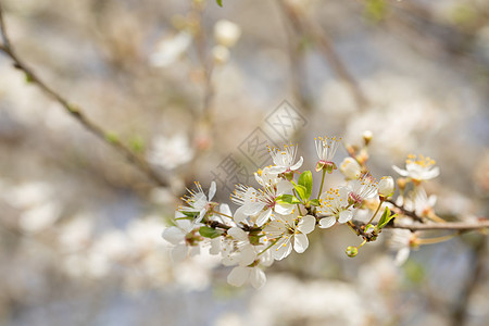 春季欧洲李花盛开图片