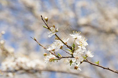 春季欧洲李花盛开图片