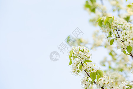 春天豆梨开花背景图片