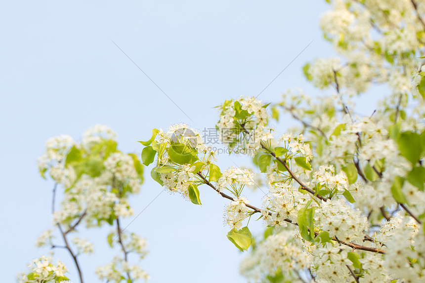 春天豆梨开花图片