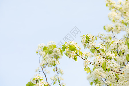 春天豆梨开花图片