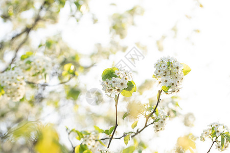 春分花春天豆梨开花背景