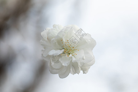 白色花春季盛开的碧桃花背景