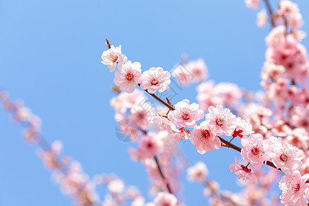 春天盛开的梅花图片