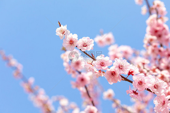 春天盛开的梅花图片